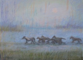 Asateague Ponies